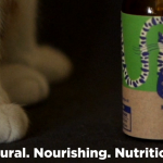 Using CBD Oil to Treat Arthritis in Cats