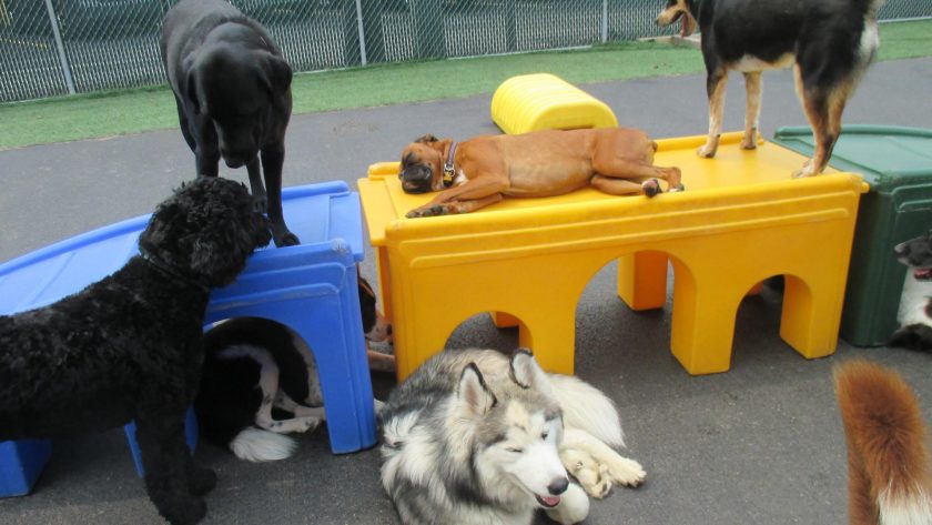 To Daycare or Not to Daycare: Weighing the Benefits for Your Dog