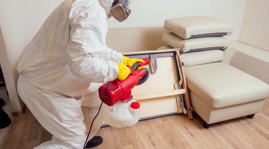 Protecting Your Haven Essential Pest Control Measures