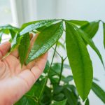 Kratom Strains and Their Stories From Tradition to Trend